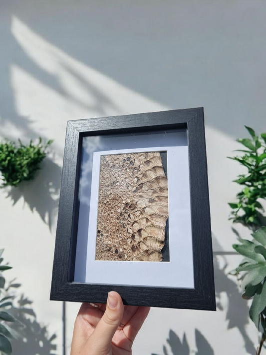 Vintage Framed Snake Skin #1