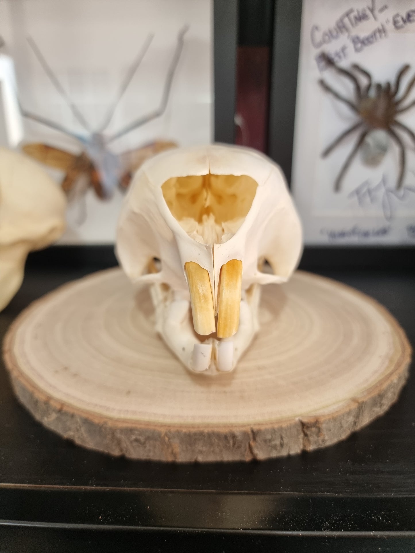 Porcupine Skull