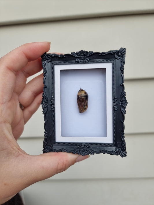 Mini Magnet Frame Monarch Failed chrysalis #1
