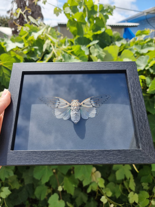 Ghost Cicada Frame #3