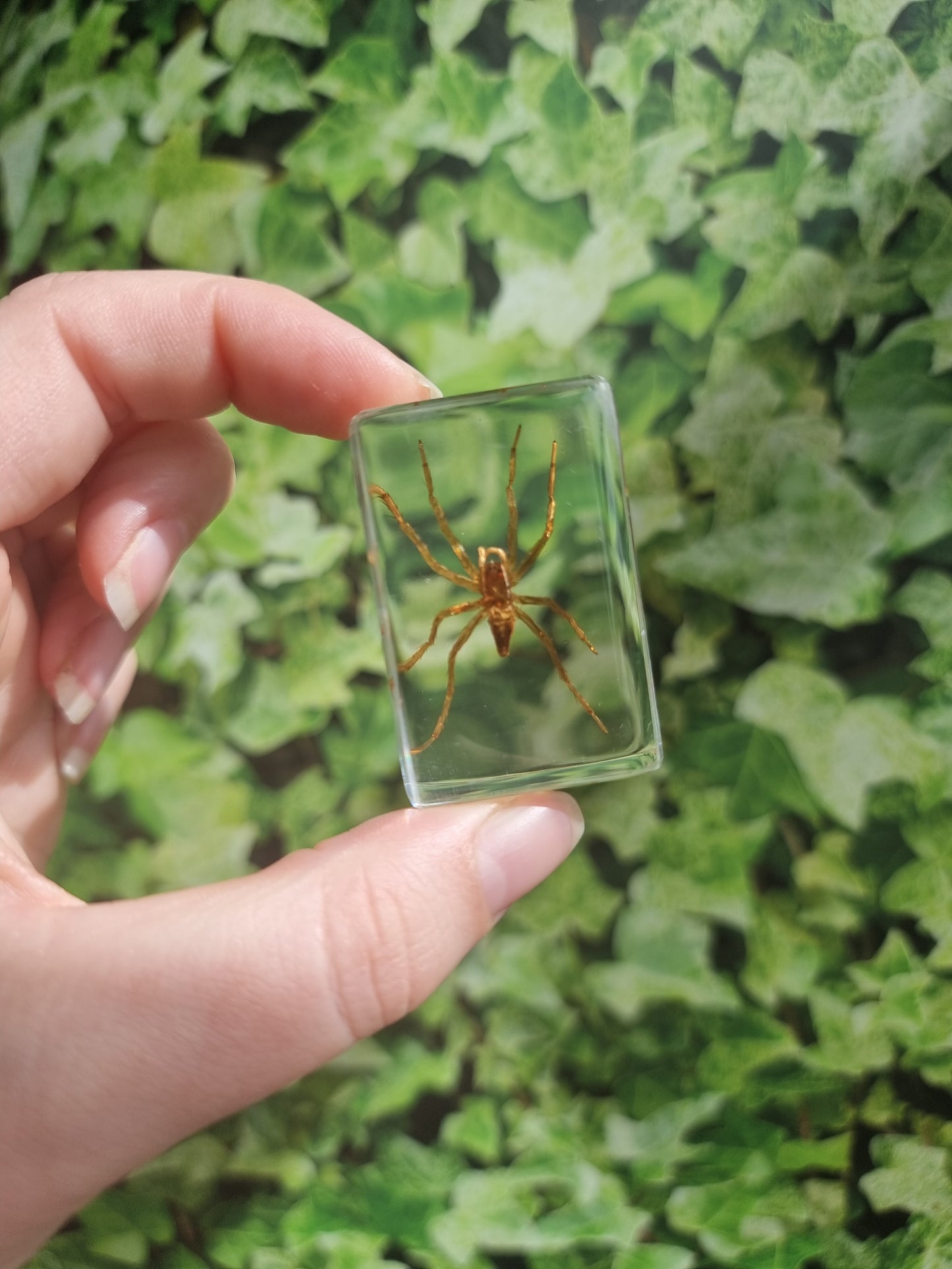 Wolf Spider In Resin