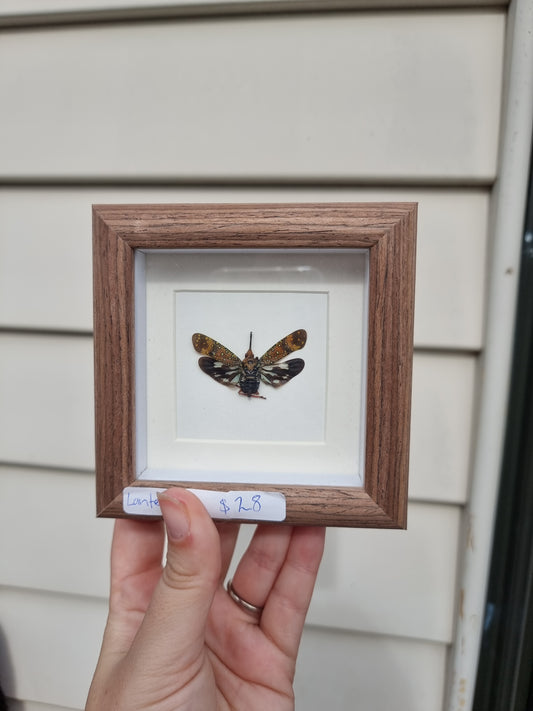 Mini Framed Lanternfly