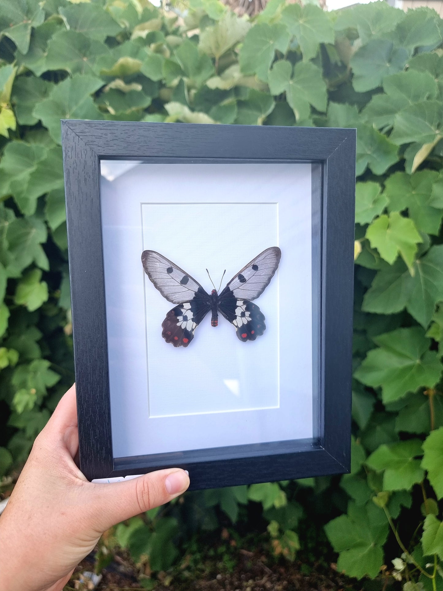 Framed Cressida Cressida Butterfly