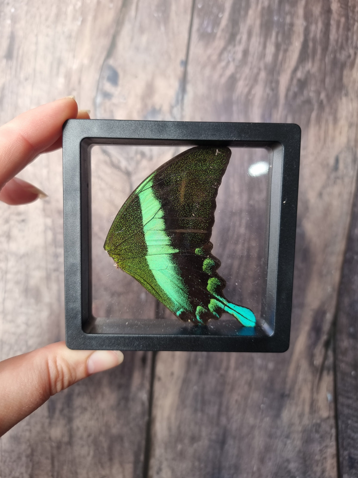 Green Swallowtail Double Butterfly Wing Floating Frame