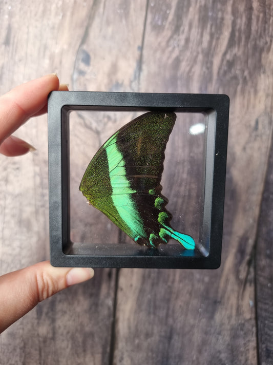 Green Swallowtail Double Butterfly Wing Floating Frame