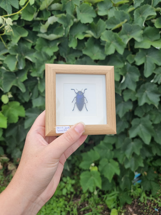 Mini Framed Jewel Beetle #22
