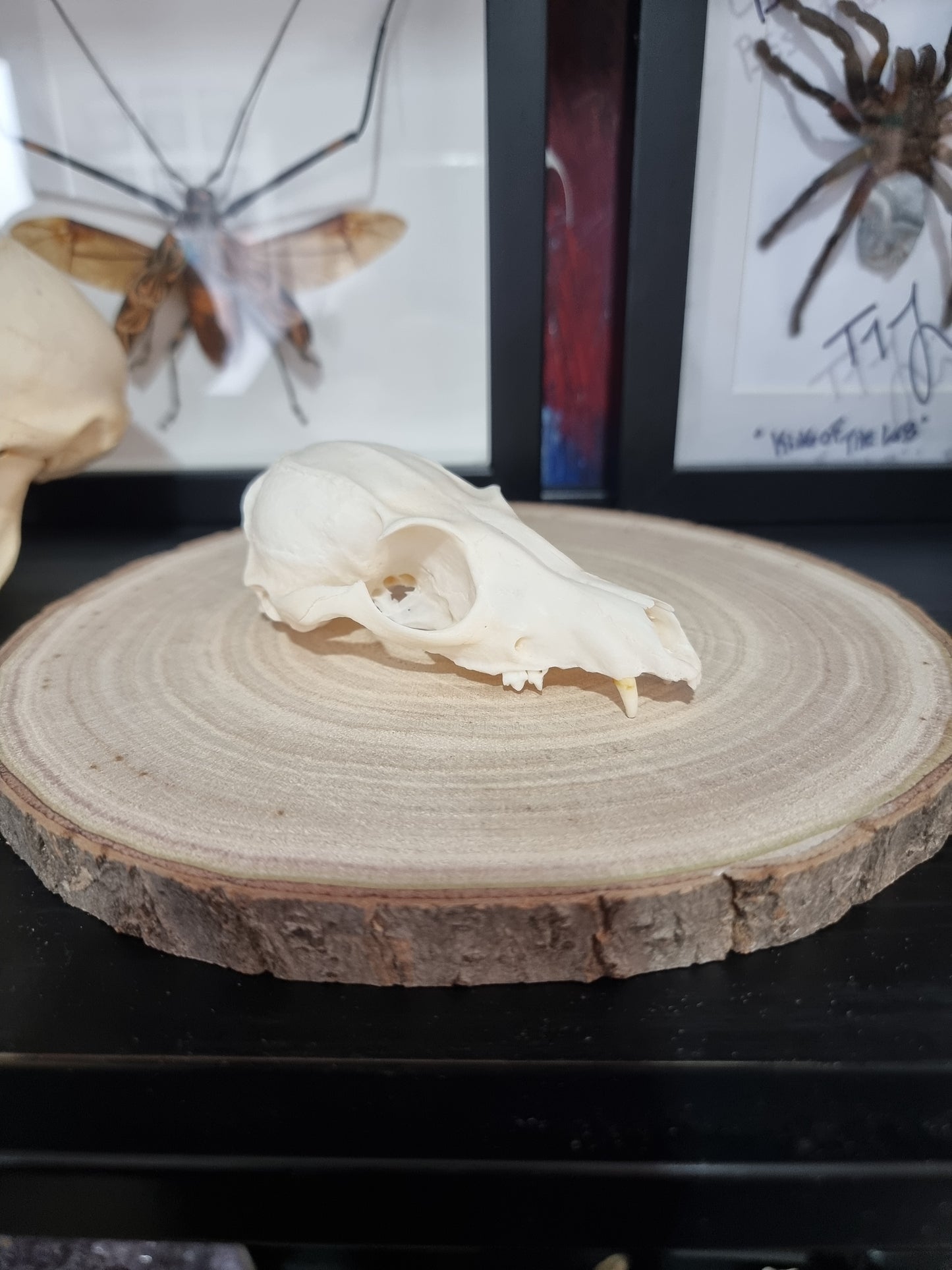 Bat Eared Fox Half Skull #3