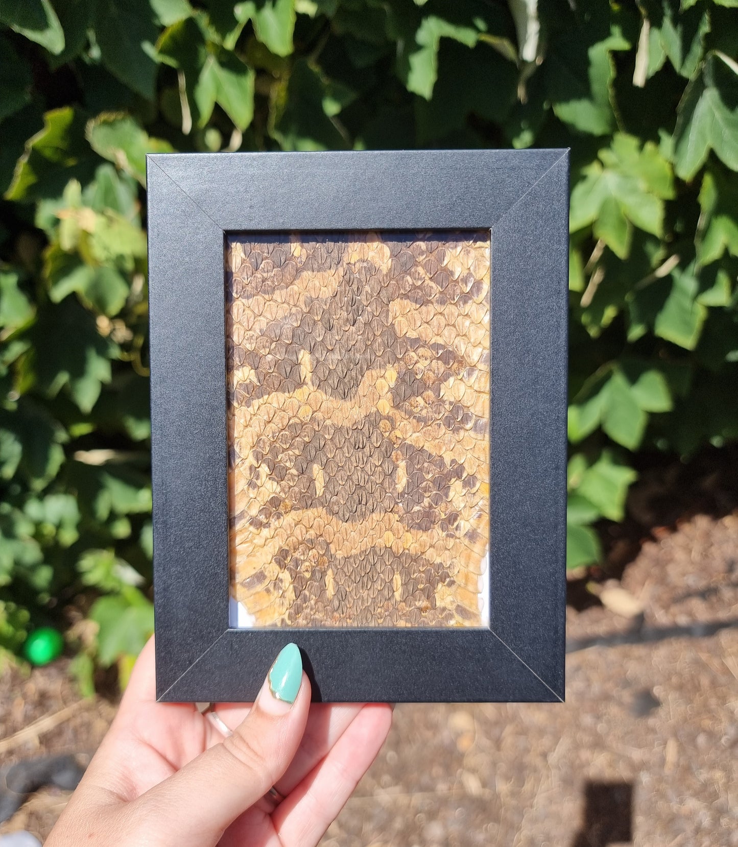 Vintage Snake Skin In Frame B1