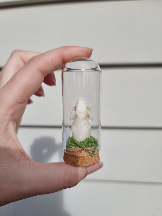 Weasel skull mini dome