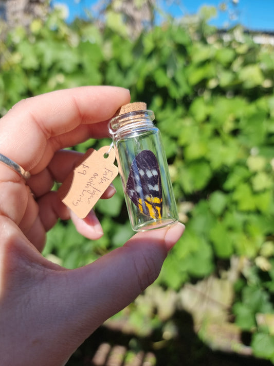 Medium False Tiger Moth Wing Jar