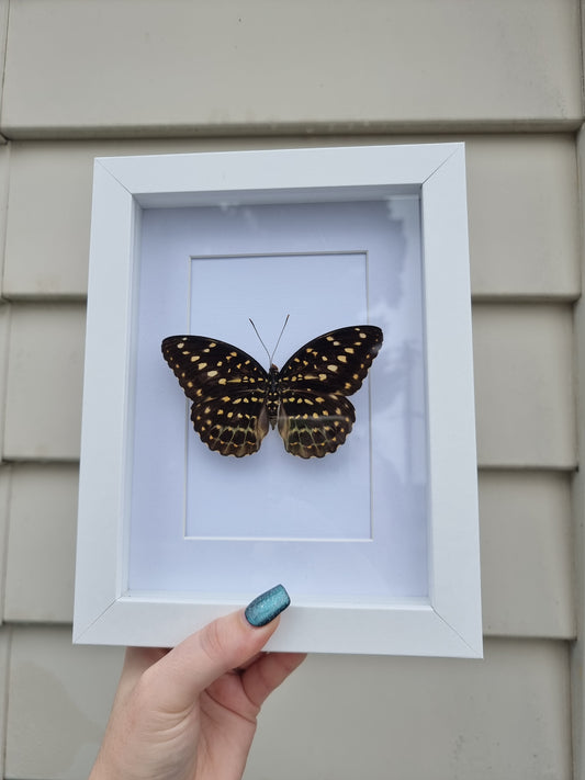 Framed Butterfly #17