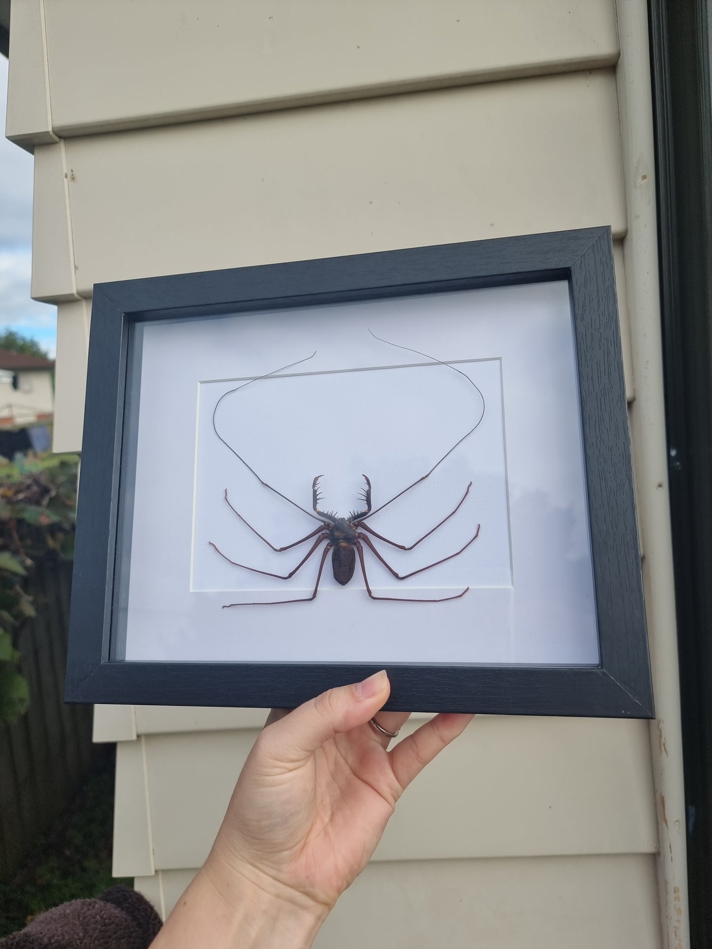 Framed Whip Scorpion #2