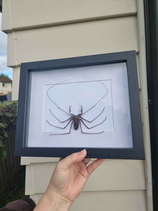 Framed Whip Scorpion #2