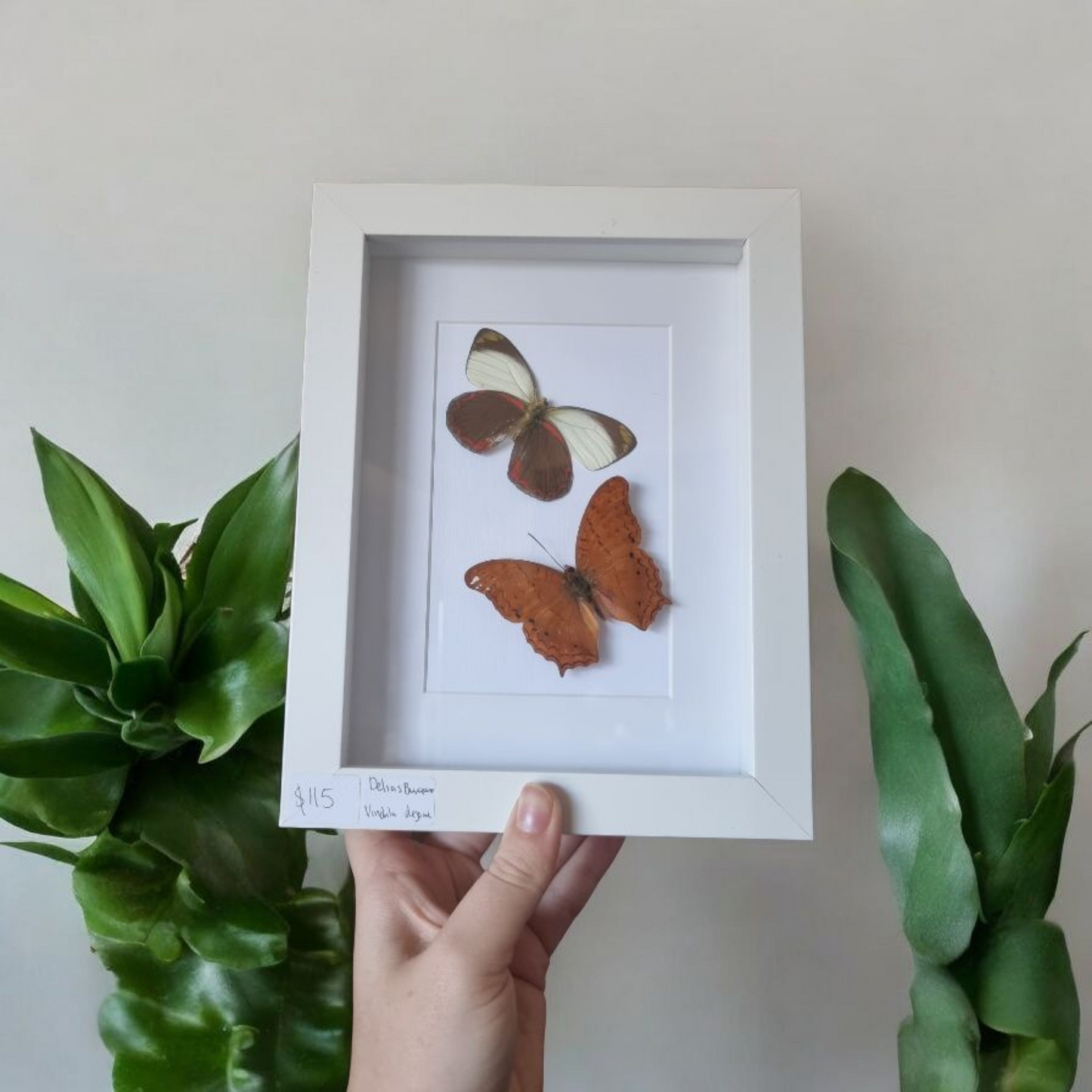 Double Framed Butterflies # #44