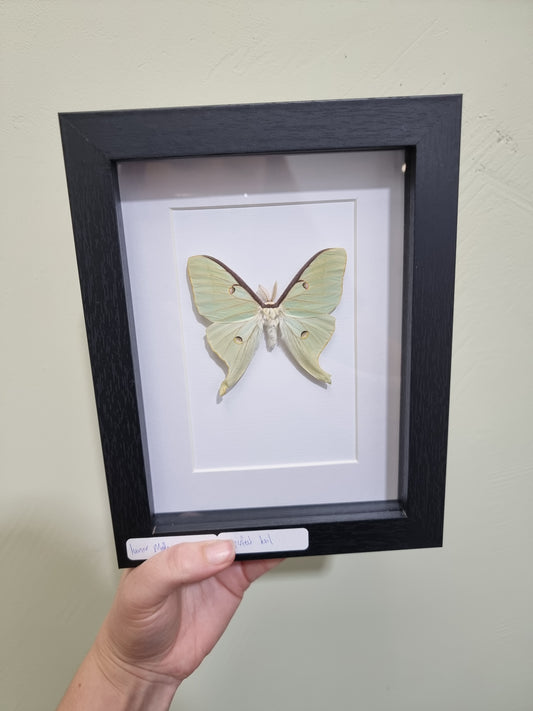 Framed Lunar Moth Imperfect tail