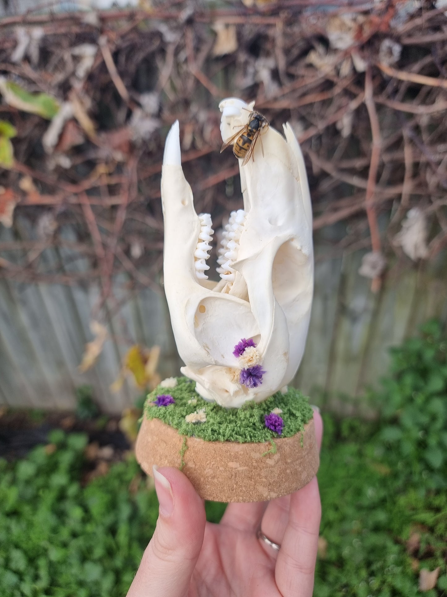Wallaby Skull Dome with Wasp Dome
