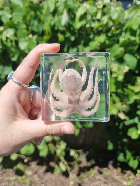 Resin Octopus