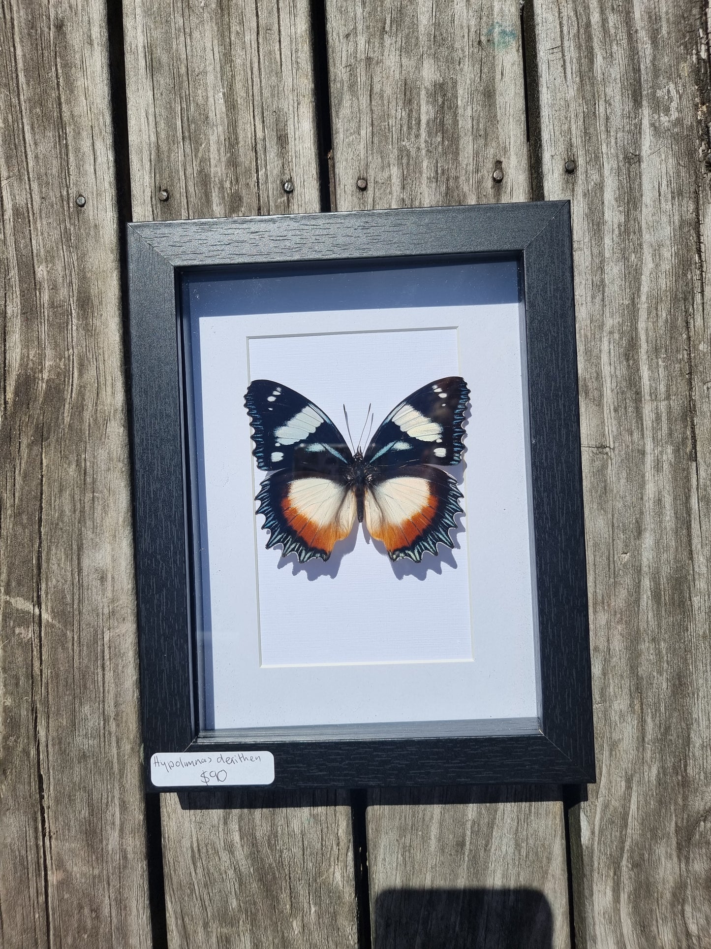 Framed Hypolimnas Dexitheu Butterfly