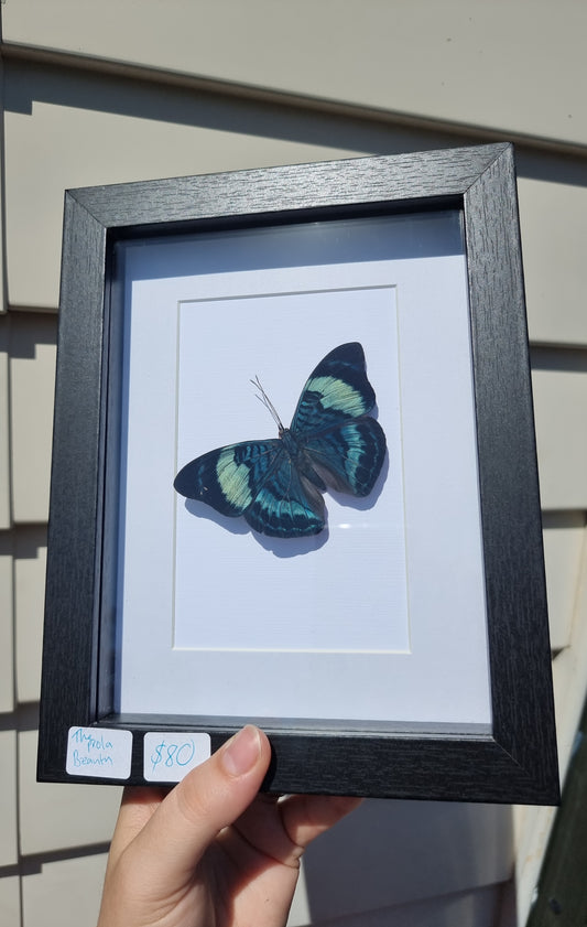 Framed Prola Beauty Butterfly