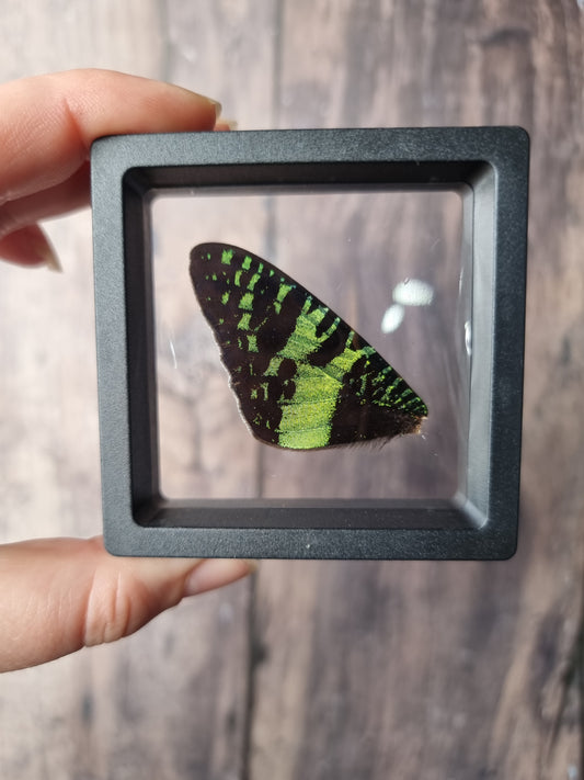 Madagascan Sunset Moth Wing Floating Frame #2
