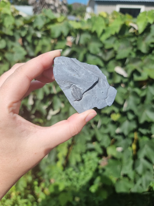 Elrathia Kingi Trilobite #8