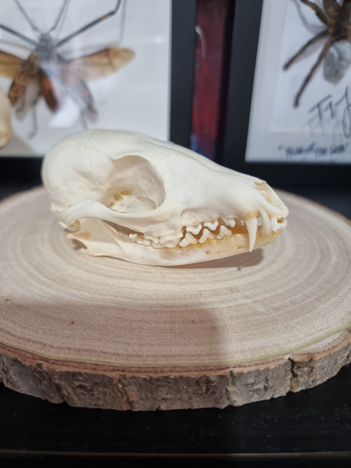 Cape Fox skulls #2