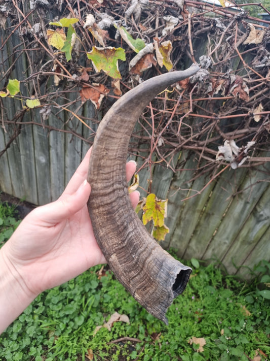 Big Goat Horn #1