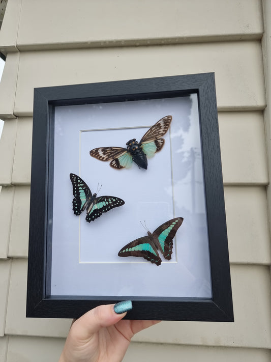 Double Framed Butterflies ans Cicada