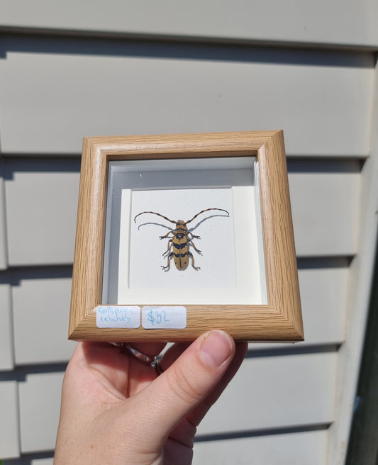 Mini Framed Long Horn Beetle