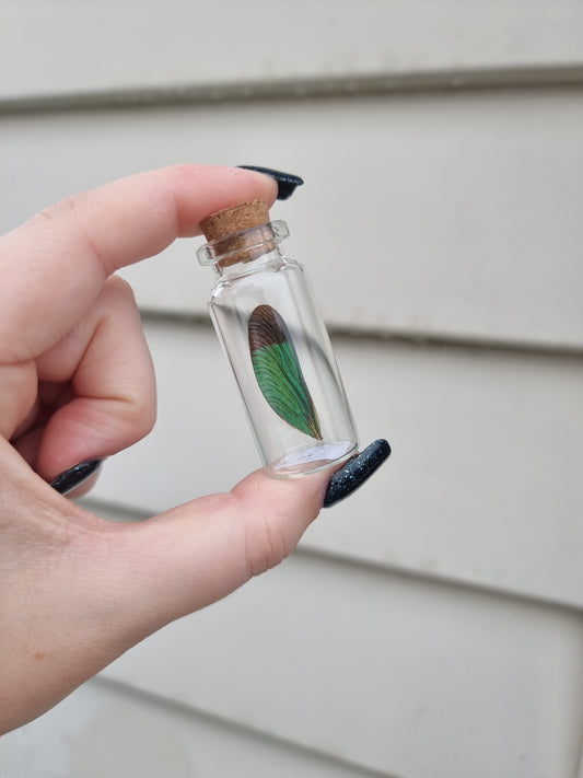 Medium Dragonfly Wing Jar