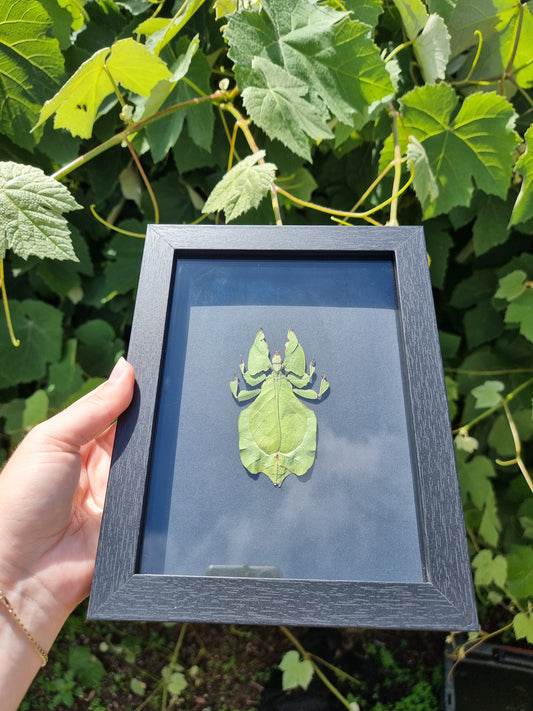 Giant Leaf Bug Frame #1