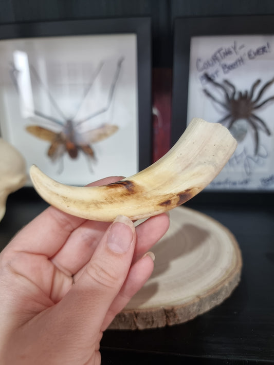 Warthog Tusk