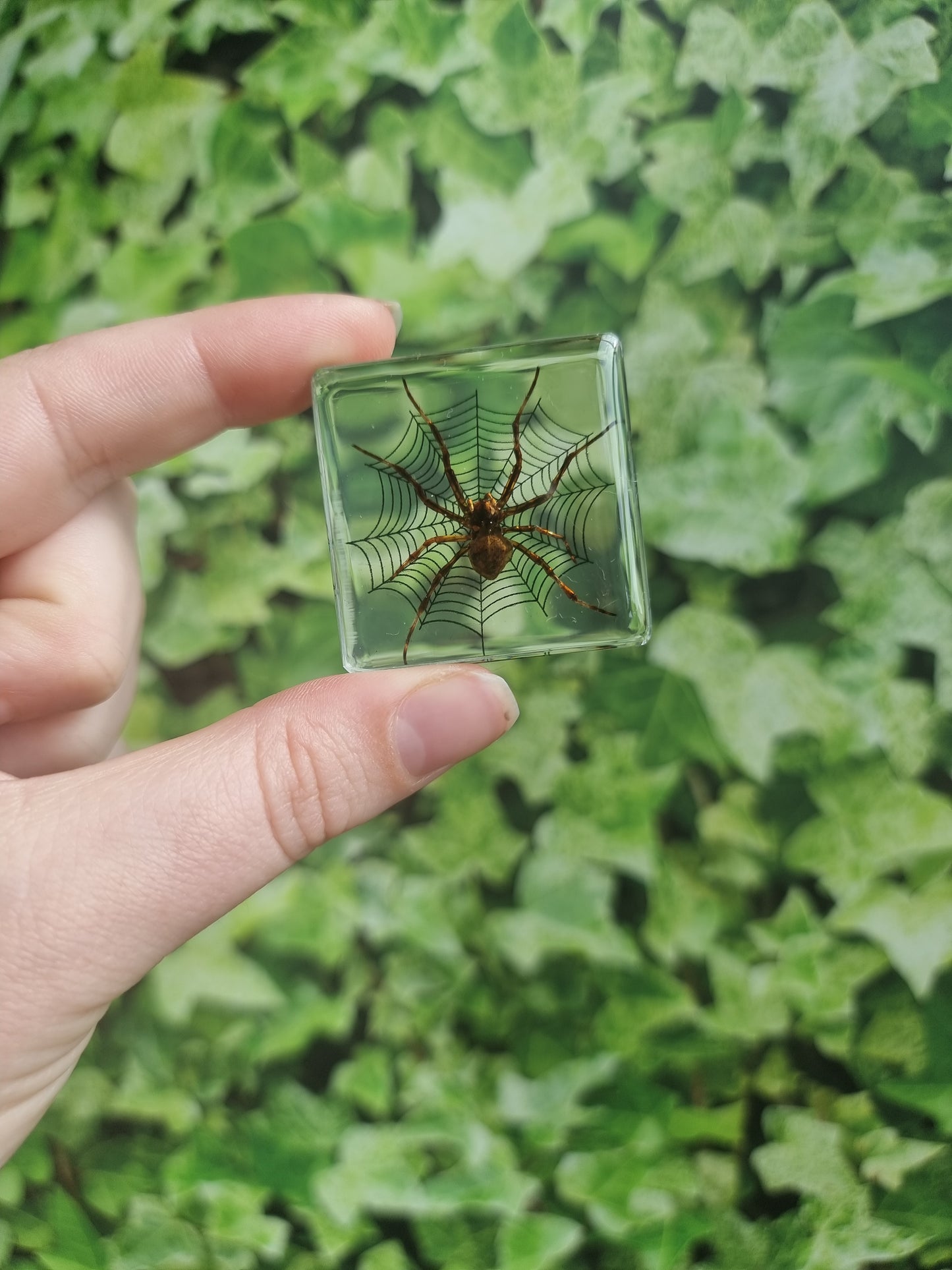 Small Spider On Web In Resin