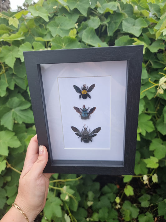 Triple Framed Bees