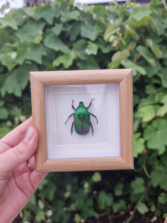 Mini Framed Beetle #4