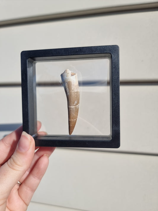 Plesiosaur Tooth #8