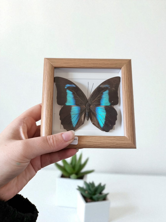 Mini Framed Butterfly #6