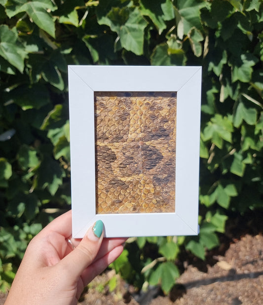 Vintage Snake Skin In Frame W2