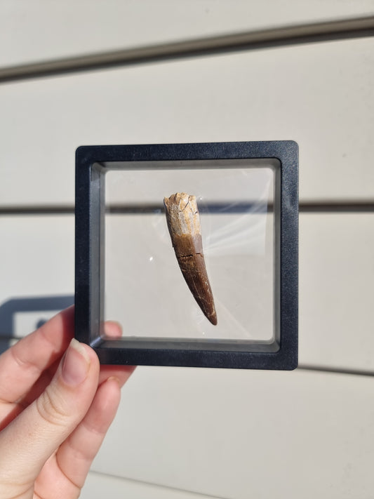 Plesiosaur Tooth #7