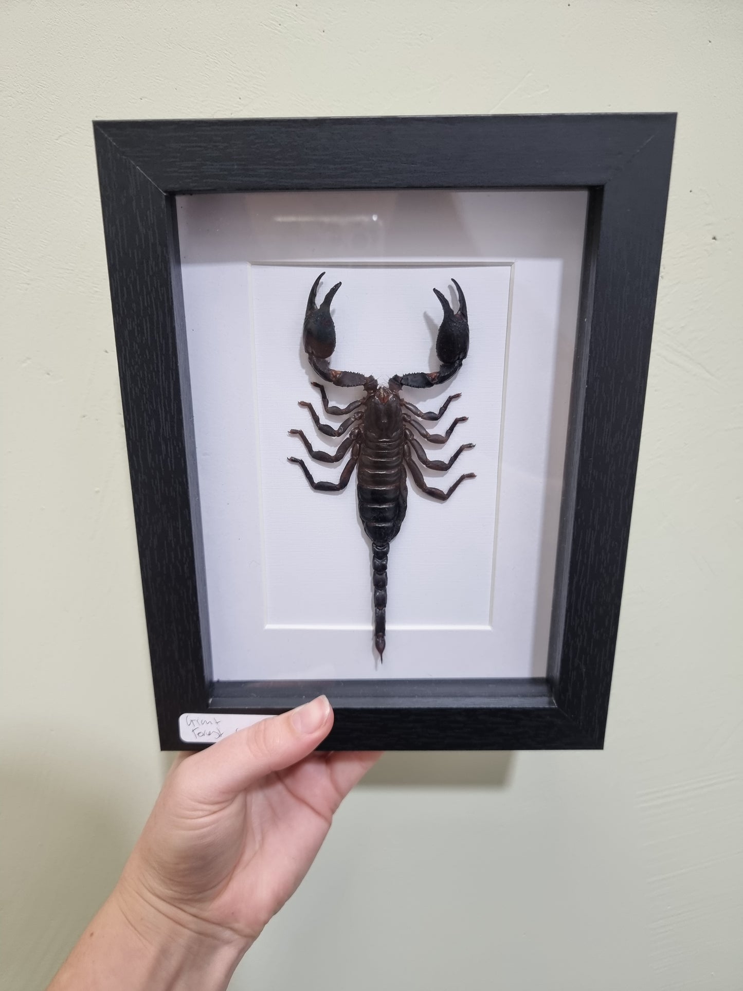 Giant Forest Scorpion Straight Tail