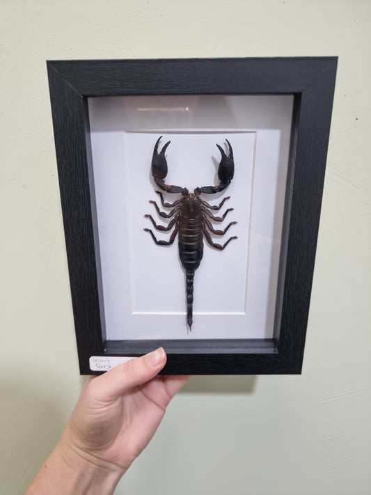 Giant Forest Scorpion Straight Tail