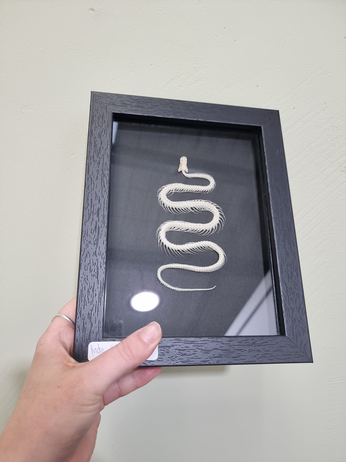 Framed Indonesian Rat Snake #2