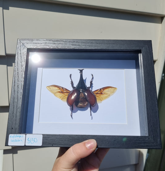 Framed Rhino Beetle