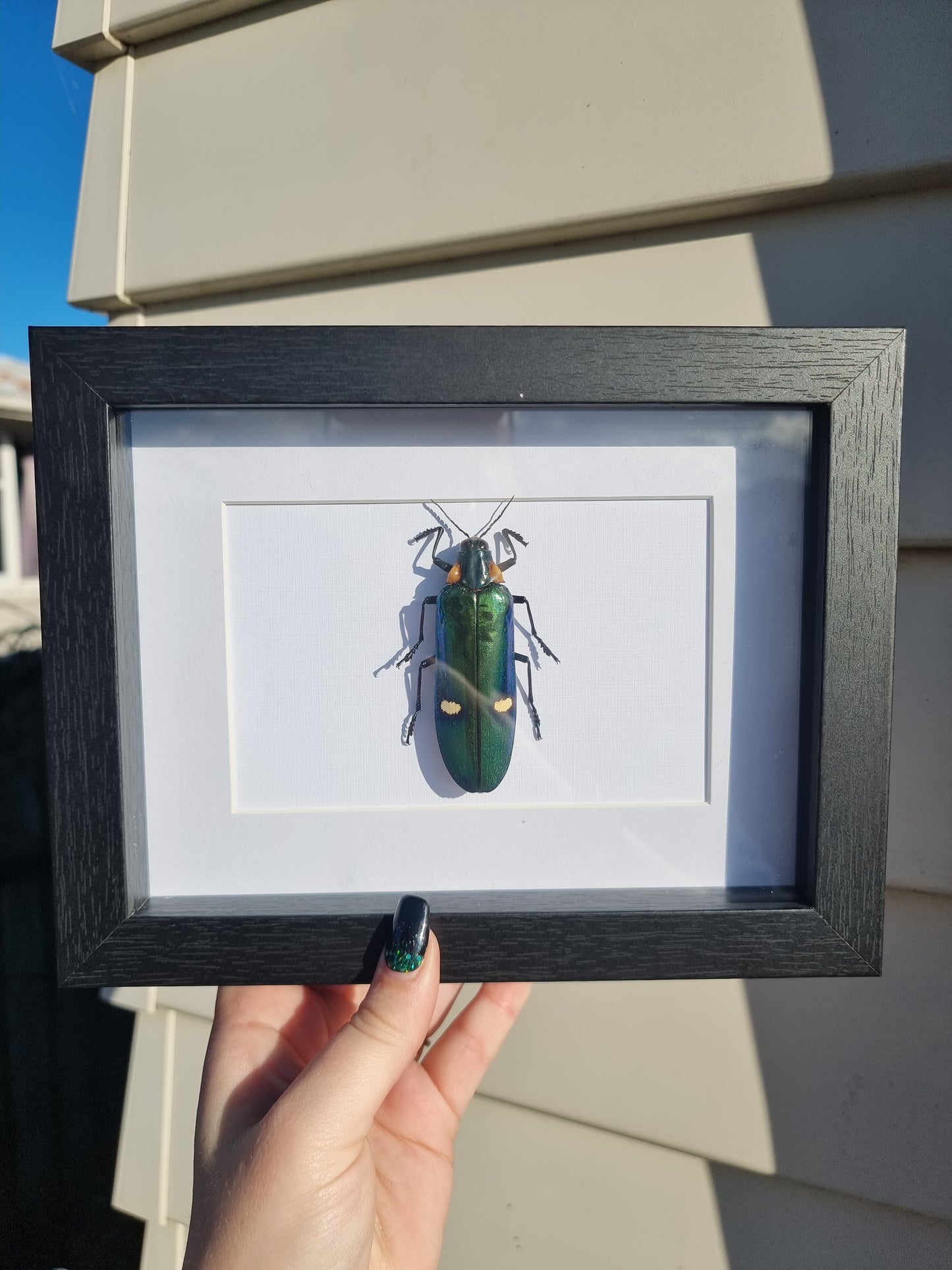 Framed Beetle #5