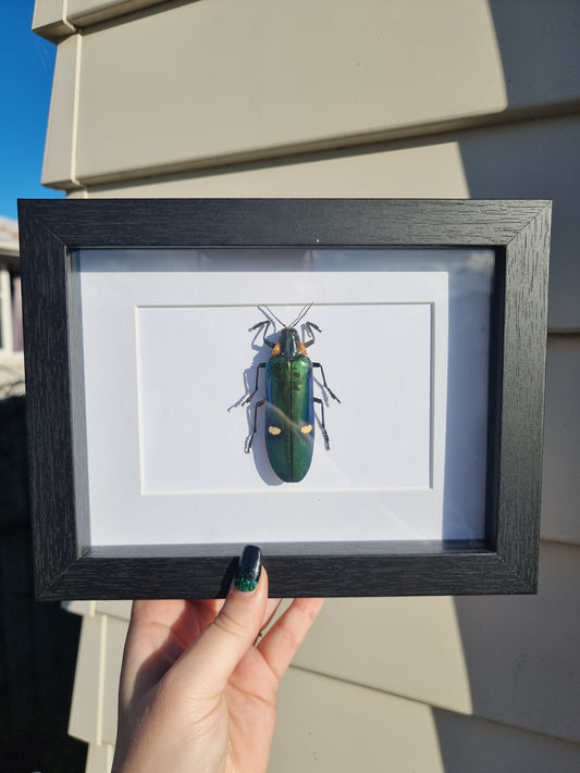 Framed Beetle #5