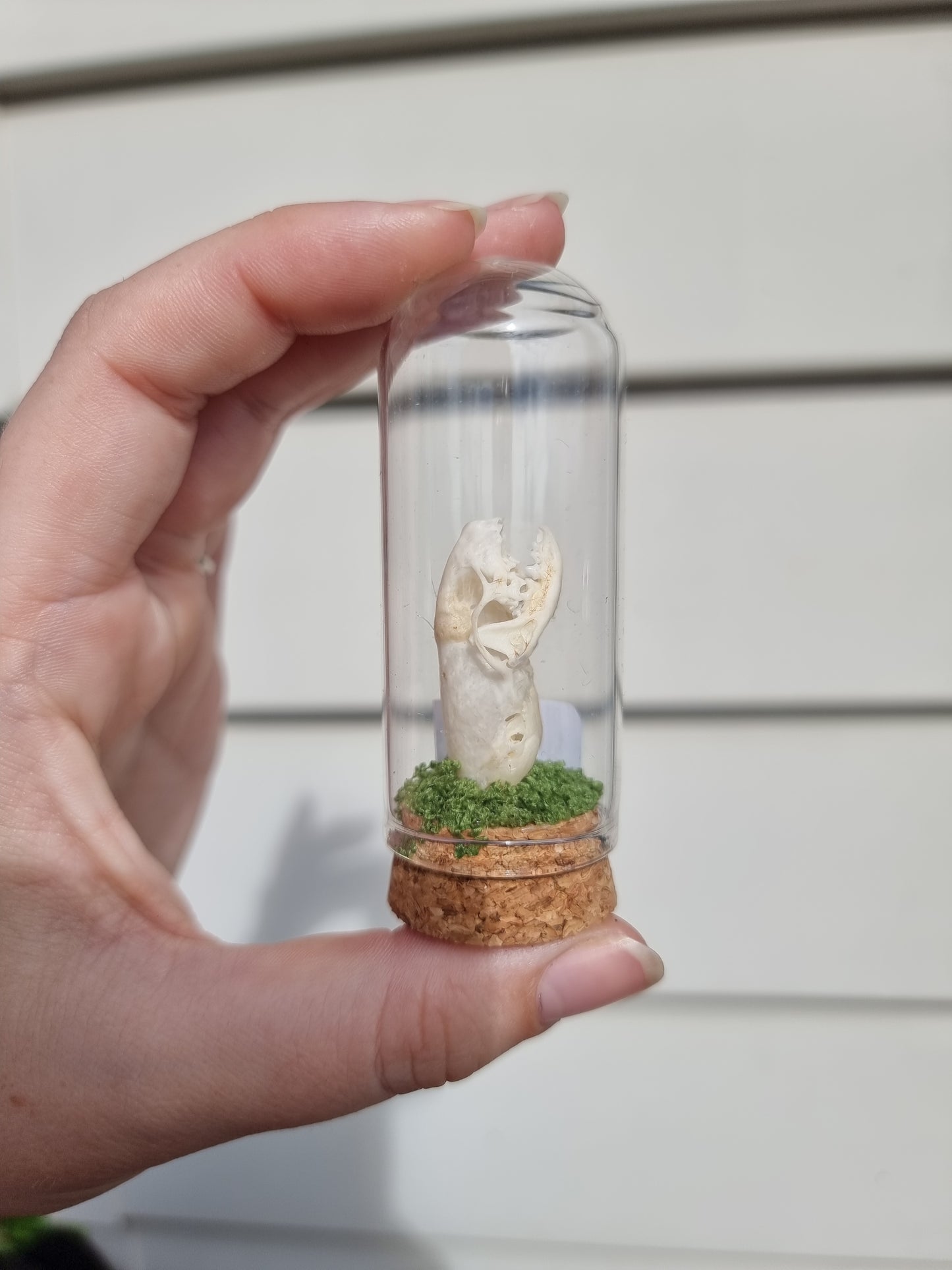 Weasel skull mini dome