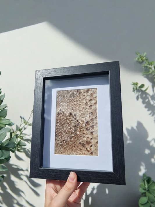 Vintage Framed Snake Skin #2