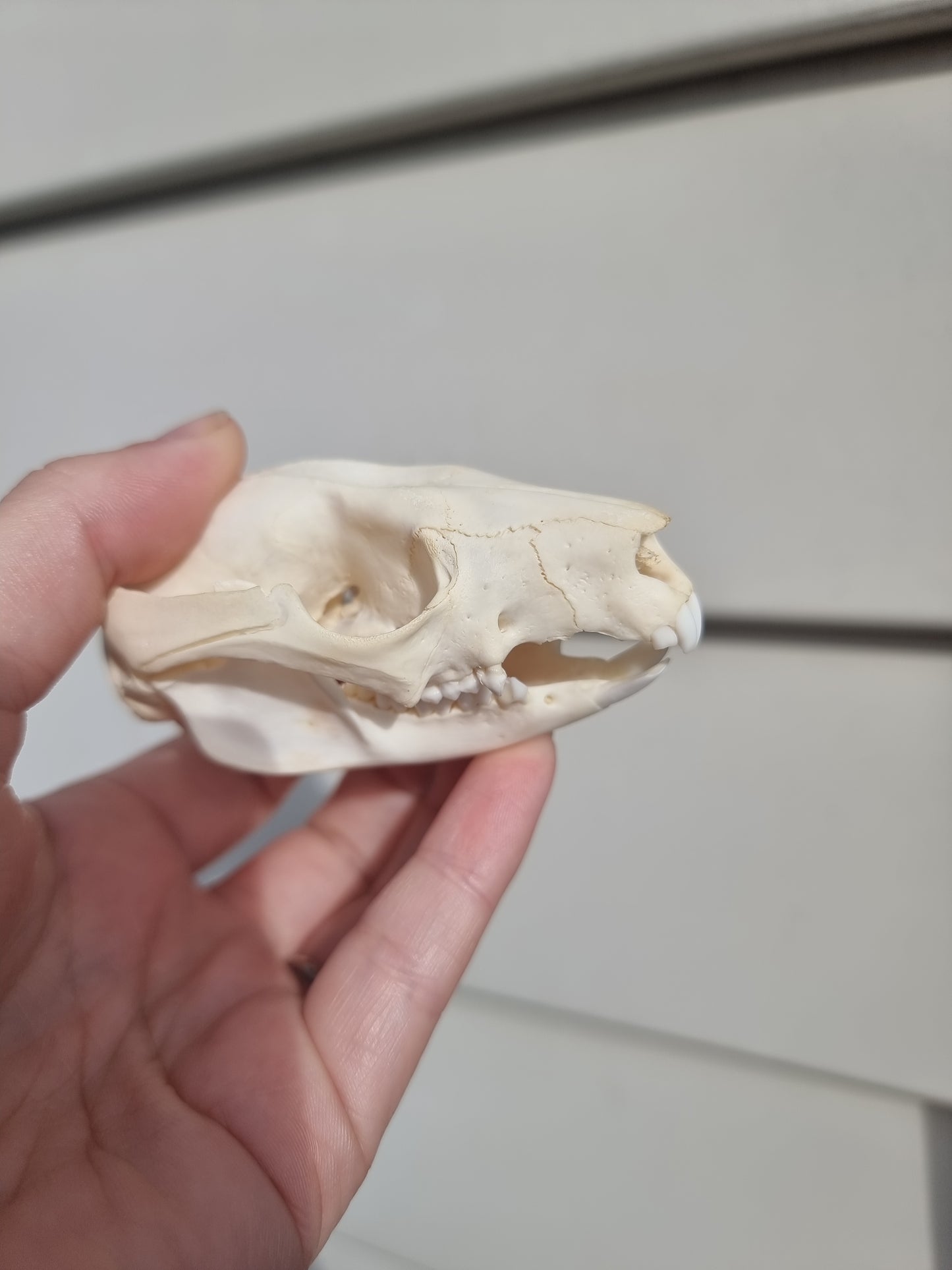 Possum Skull