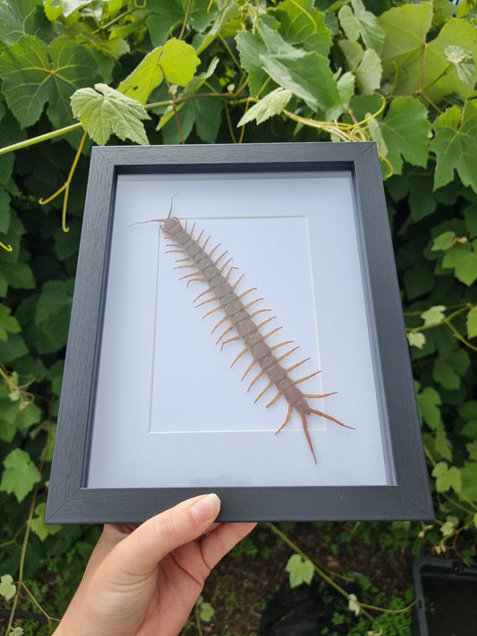 Scolopendra Subspinipes Centipede Frame #1