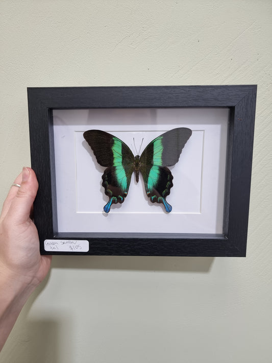 Framed Green Swallowtail Butterfly #2